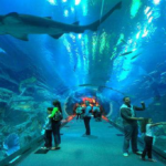 Aquarium de La Rochelle